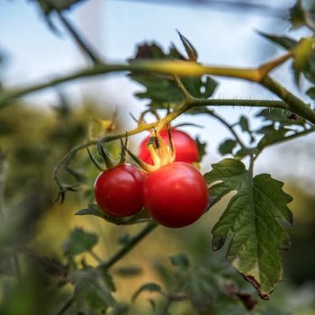 Perennial Tomatoes in the Frozen North