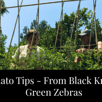 How to grow tomatoes in a temperate climate