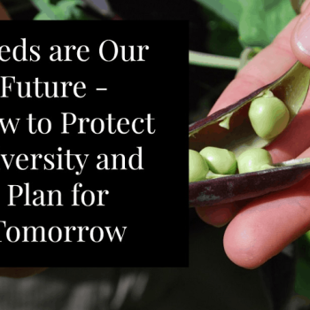 Seed saving for beginners