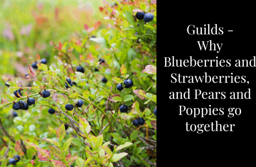 If You Guild It, They Will Come: How to Grow a Permaculture Food Forest