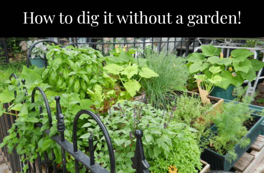 Gaining Ground: 8 places to grow food if you don’t have access to land