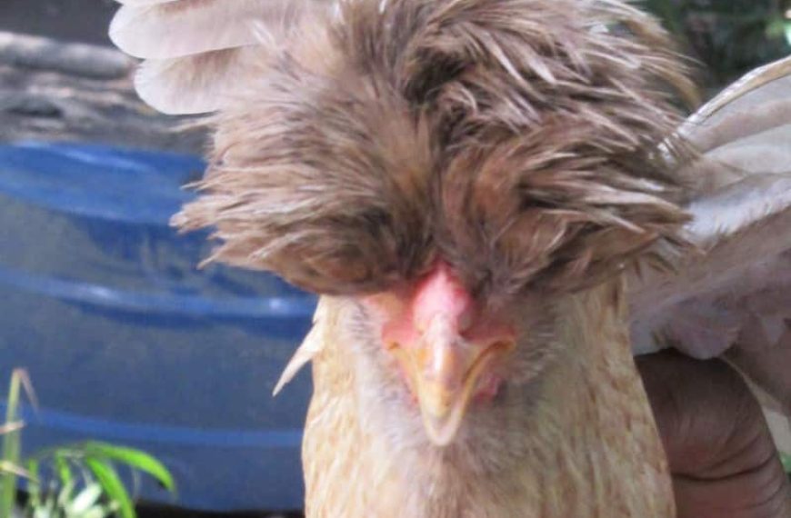 What I learned from keeping chickens