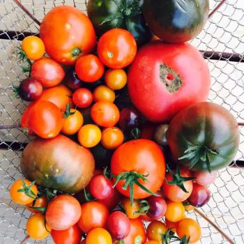 How to ripen tomatoes