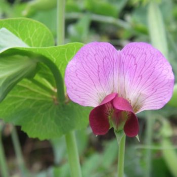 Top Ten Tips for Gardening on a Budget