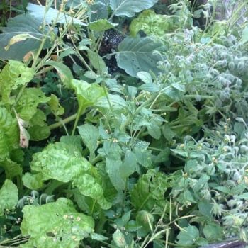 Self-Seeding Plants in the Garden Farm