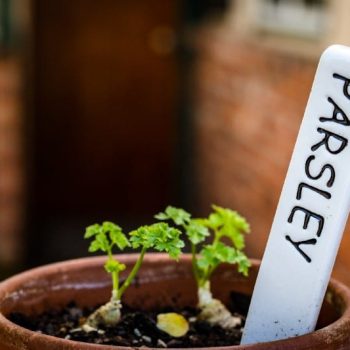 Growing vegetables from Seed