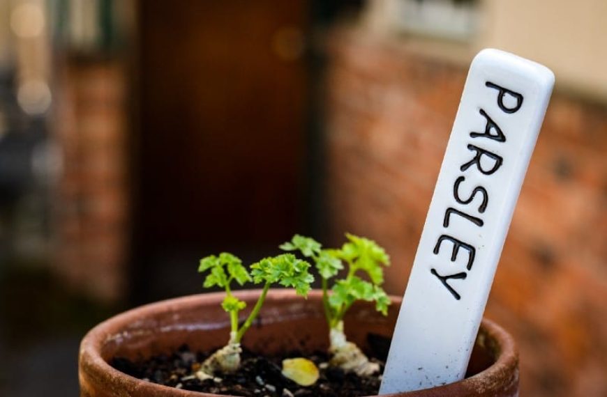 Growing vegetables from Seed
