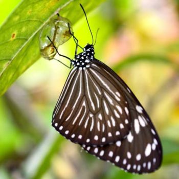 What’s so permanent about permaculture?