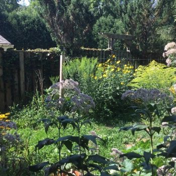 Suburban Permaculture