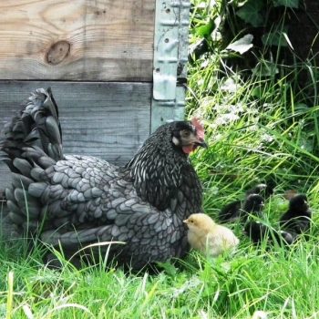Chicken shed dilemmas! Mistakes are tools for learning…