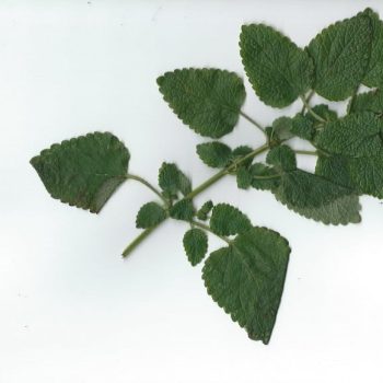 DIY Herbal Skin Care