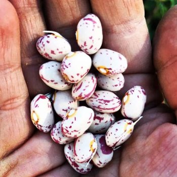 Fertile Resistance and Reconciliation; An Indigenous Woman’s Response to the Recent Global Corporate Seed Mergers