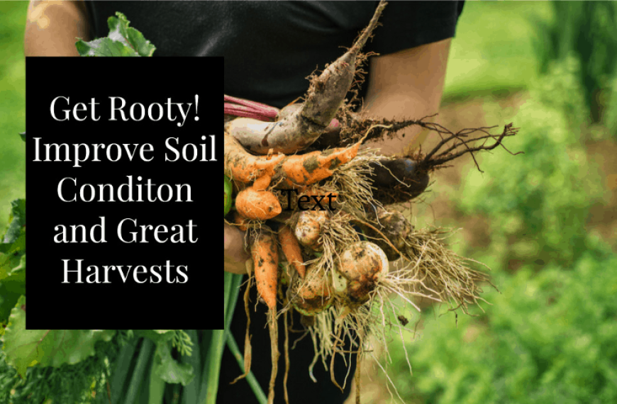 Tales from the Underground: types of root vegetables to grow