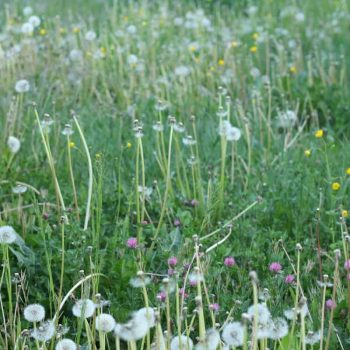 The Poetic Garden