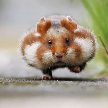 Thou Shalt Not Unhamster