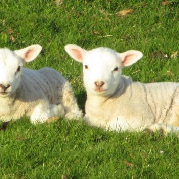 Getting Ready for Lambing