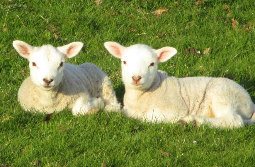 Getting Ready for Lambing