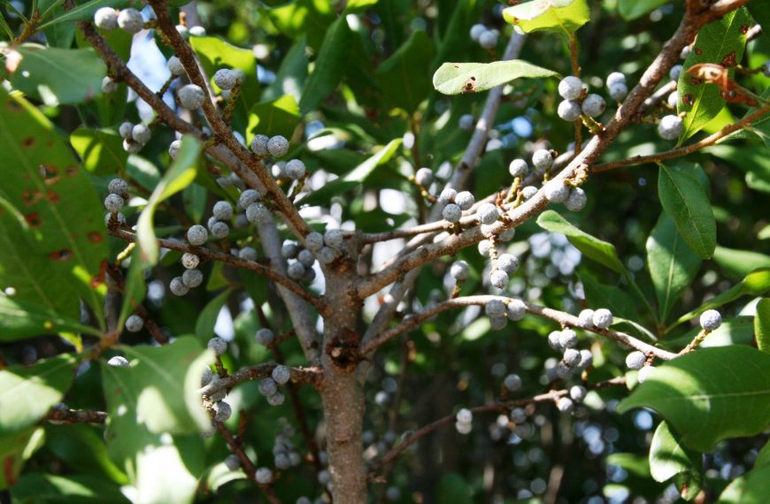 Northern Bayberry for Permaculture Income