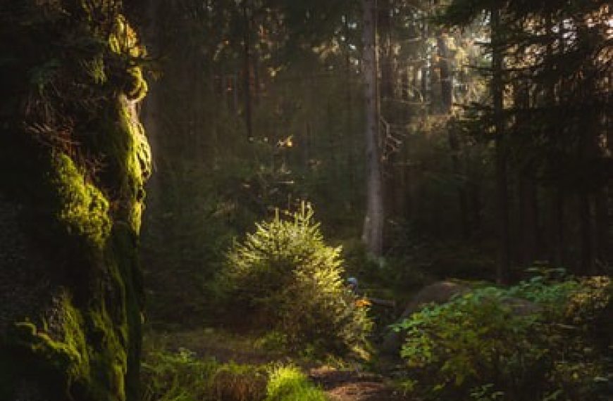 Rights of Nature