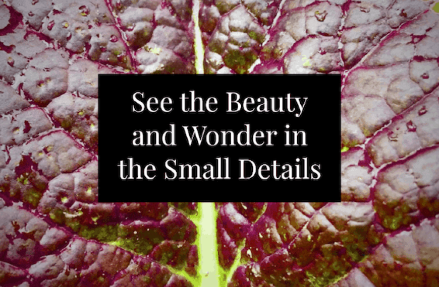 The Small Beauties and The Universe of Wonders