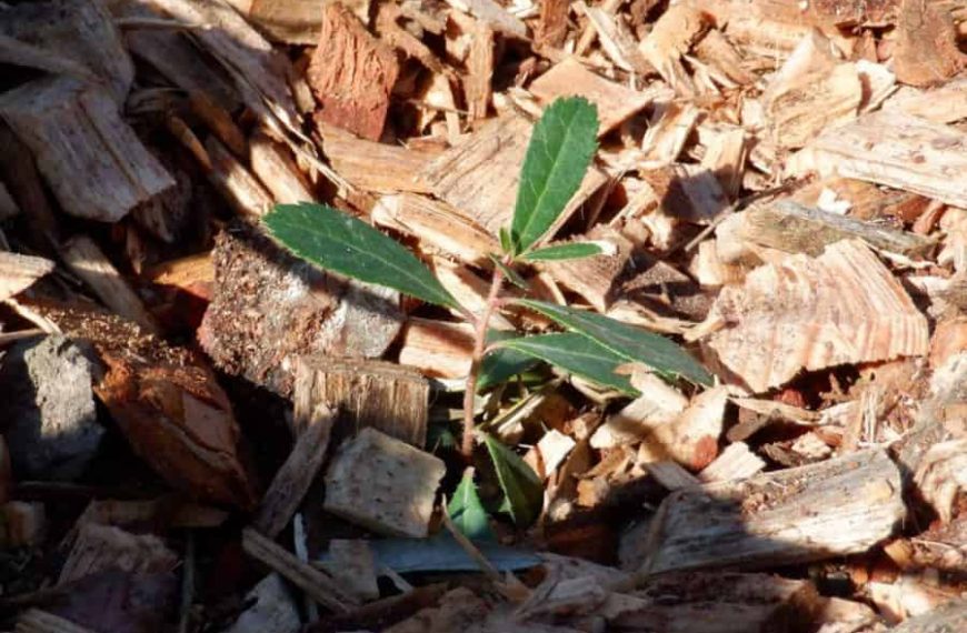 Marina Nobre: Reforestation is more than planting trees.