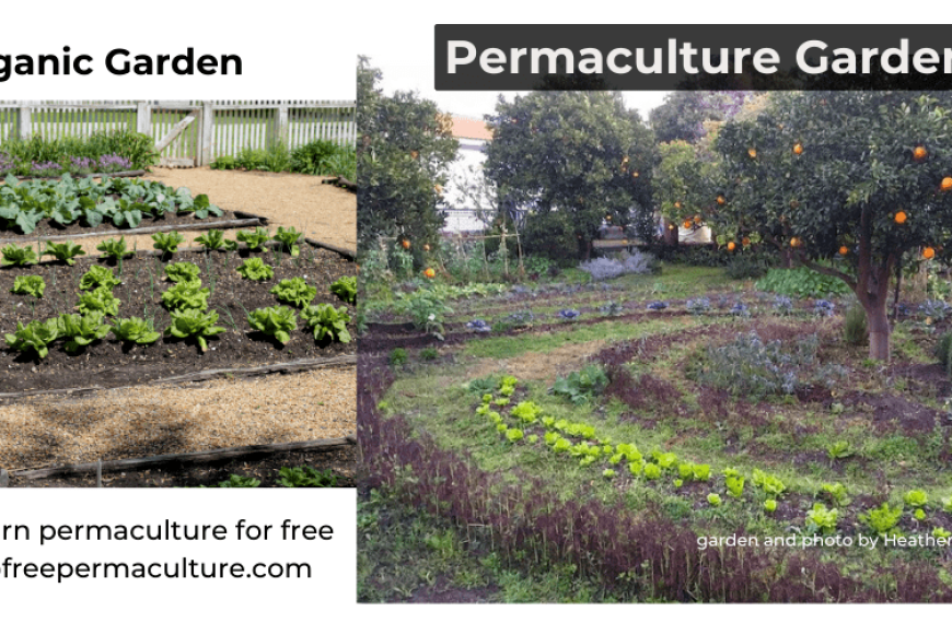 What is permaculture? A definitive FAQ for newbie permies in 2023 (with awesome illustrations!)