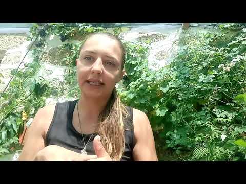 Permaculture design project -Quinta symphonia