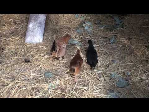 Chicken bedtime