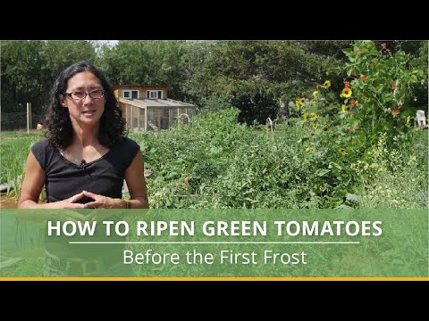 How to Grow Tomatoes in a Cold Climate (&amp; Ripen Before the First Frost!)