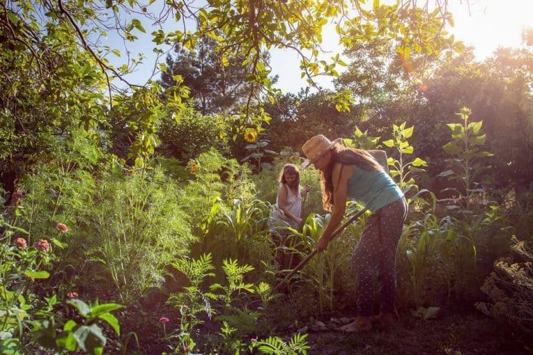 grow food not lawns creativity 36912298 10160480020980401 6951430763581538304 n