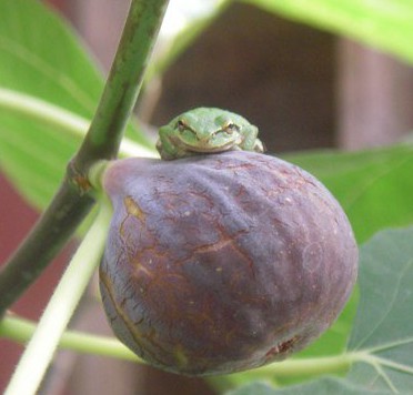 13 fig frog
