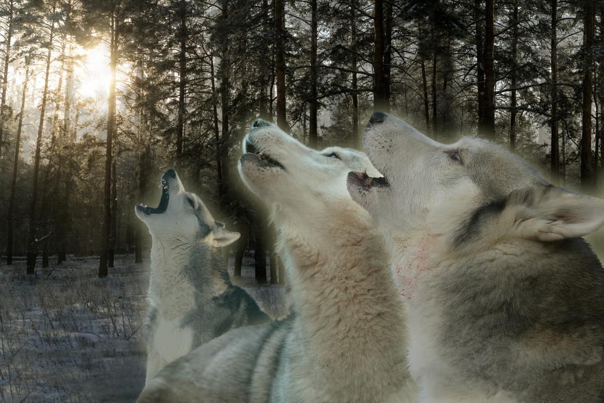 Howling at the Moon children image 107