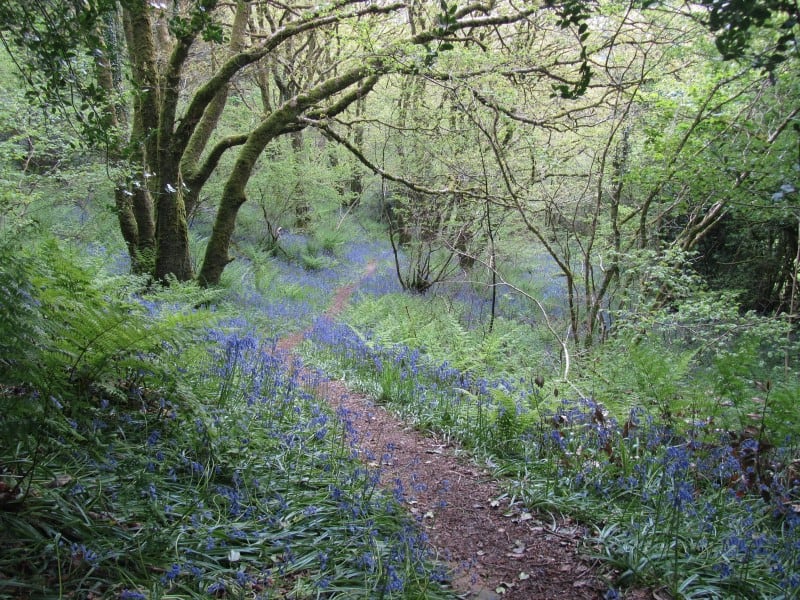 Community Woodlands children image 122