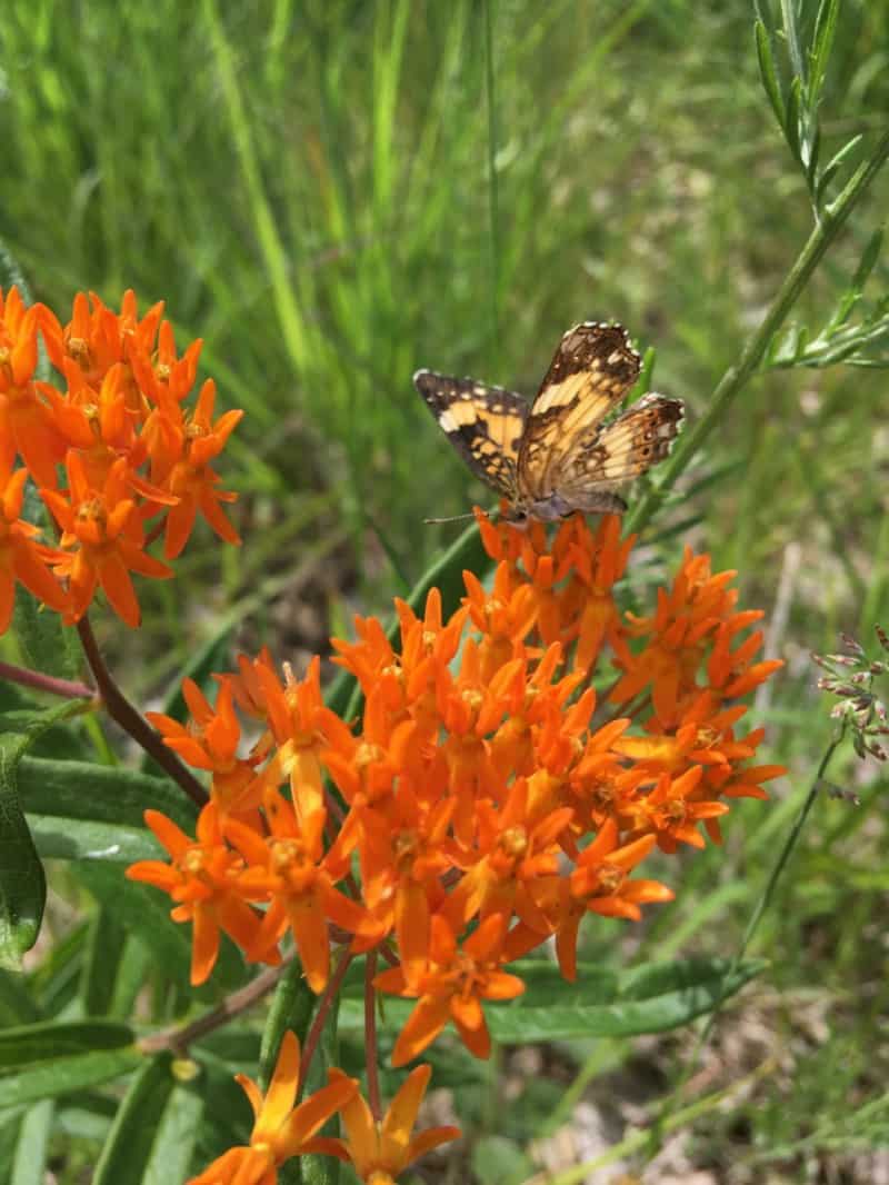 How to grow a pollinator garden capitalism image 158