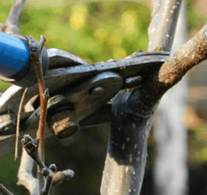 How to Prune Fruit Trees Cultivating Abundance image 170