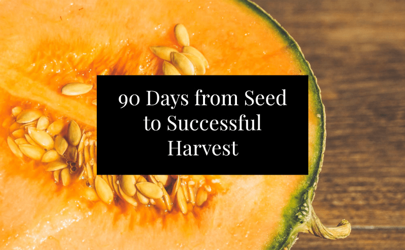 How to grow melons compost image 174
