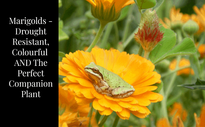 Marigolds as a Companion Plant companion plants image 180