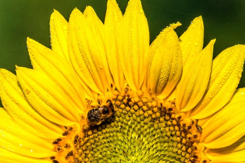 seed saving economics image 201