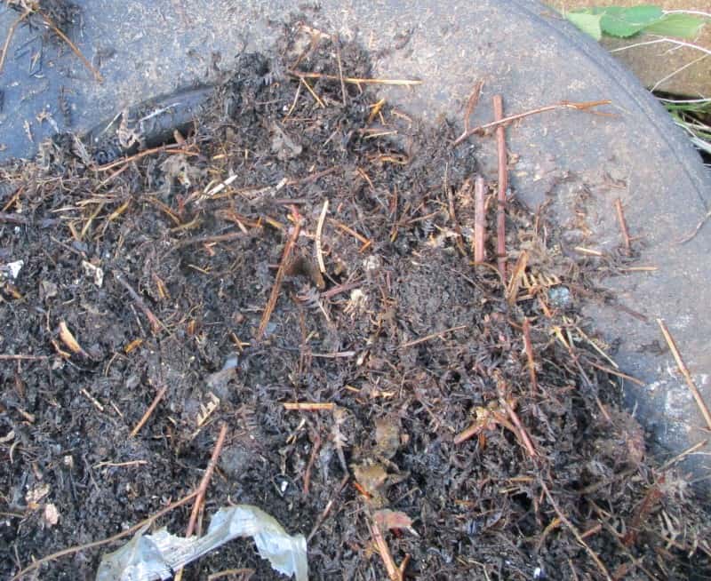 How to make a worm bin compost image 206
