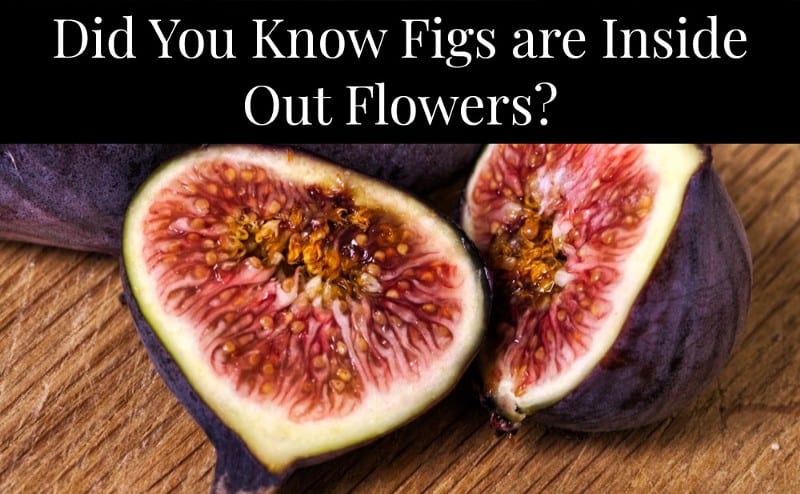 fig
