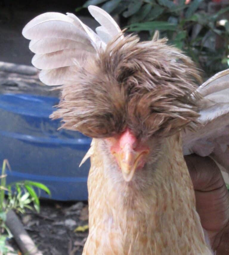 permaculture mental health chickens image 269