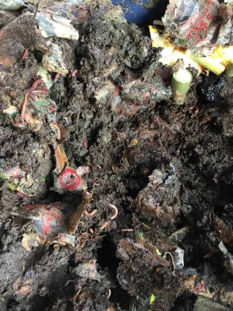 worm composting cities image 283