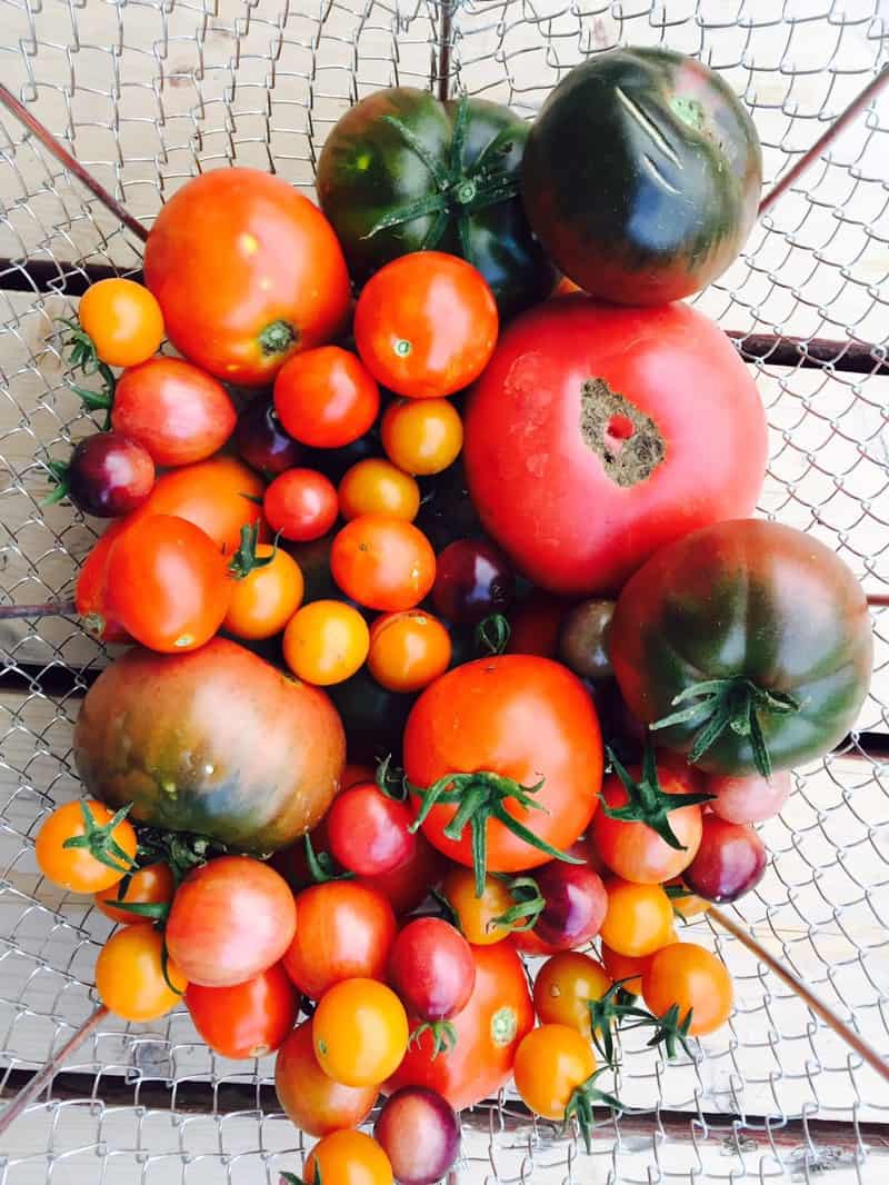 How to ripen tomatoes gardening image 284