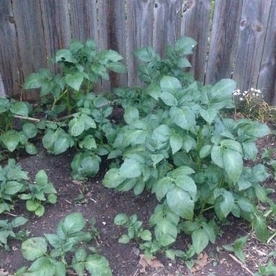 Self-Seeding Plants Climate Change image 297