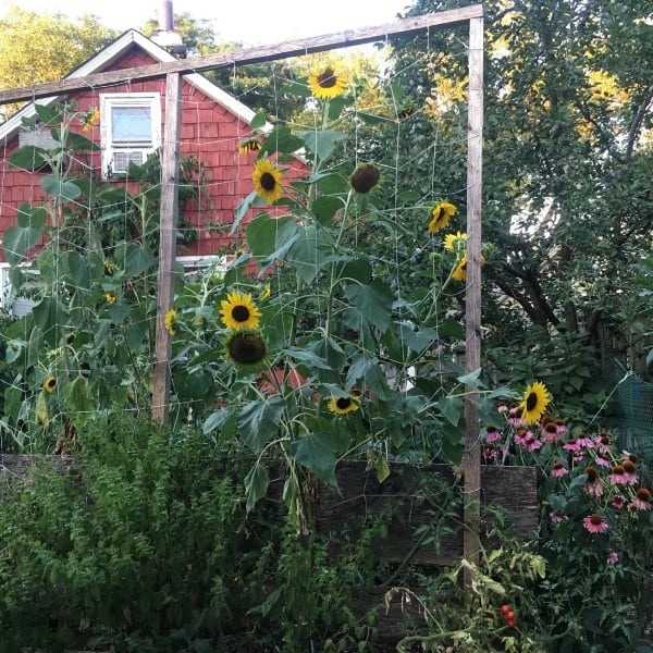 Self-Seeding Plants Climate Change image 300