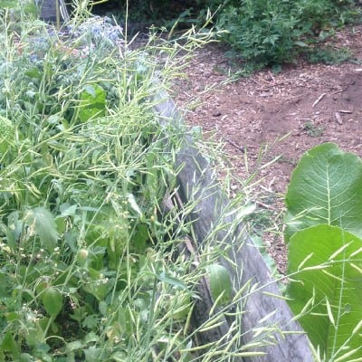 Self-Seeding Plants Climate Change image 302