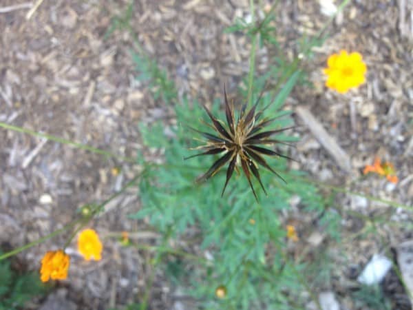 Self-Seeding Plants Climate Change image 303