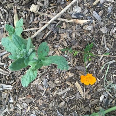 Self-Seeding Plants Climate Change image 305