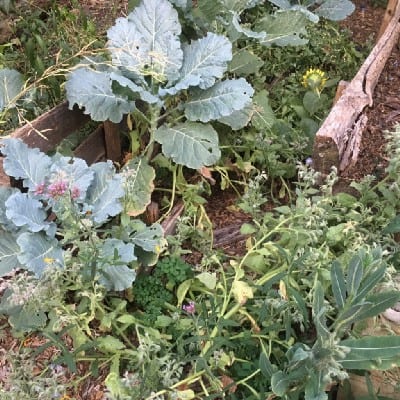 Self-Seeding Plants Climate Change image 306