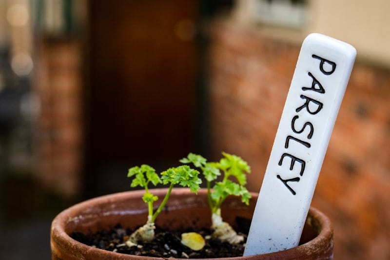 Growing vegetables from Seed gardening image 314